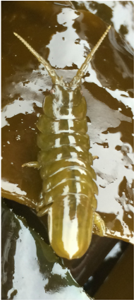 Close-up image of a brown intertidal isopod on a piece of brown seaweed