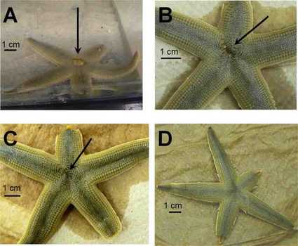 4 panel figure documenting sea star aboral disc regeneration. Panel A: 12-post tissue loss, Panel B: day 10 of regeneration, Panel C: day 18 of regerenation, hole almost closed, Panel D: day 29, aboral disc fully regenerated