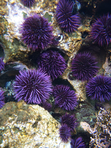 Purple sea urchins in rocky tide pool