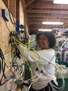 Hannah Hayes working on setting ocean acidification control system at OIMB