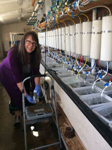 Erica Street collecting seawater battle samples from the ocean acidification experimental set up at OIMB