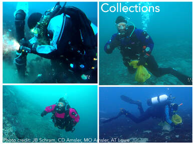 Composite image of SCUBA divers performing underwater collections